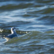 Mouette de Bonaparte